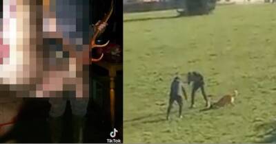 Tiktok - Cruel teens carried out spate of horrendous animal attacks then shared vile clips to TikTok - manchestereveningnews.co.uk