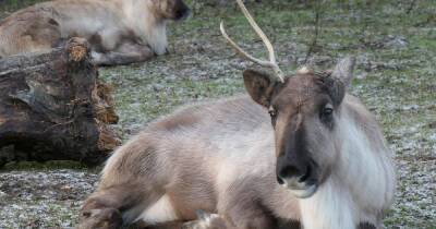 Storm Eunice - Almond Valley's Ivy the reindeer left lopsided after losing antler in high winds - dailyrecord.co.uk