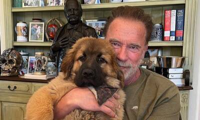Arnold Schwarzenegger introduces adorable new family member - us.hola.com - Austria - Netherlands