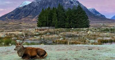 Scot captures stunning sunrise photo of stag at Etive Mor - www.dailyrecord.co.uk - Scotland - county Highlands