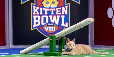 Hallmark Channel Will Not Air Kitten Bowl This Year For 2022 Super Bowl - www.justjared.com