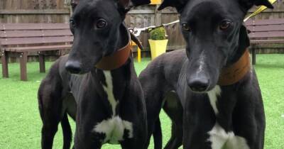 Inseparable dogs on hunt for forever home for Valentine's Day after months in shelter - www.dailyrecord.co.uk - Scotland - Ireland