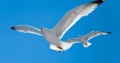 "Urban menace" seagulls problem is too big for us, says Dumfries and Galloway councillor - www.dailyrecord.co.uk - Scotland