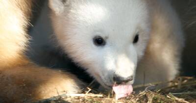 Highland Wildlife Park shares adorable new images of UK’s youngest polar bear - www.dailyrecord.co.uk - Britain - Scotland