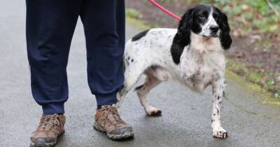 Dog had leg amputated after being hit by bike sparking debate over ‘arrogant’ cyclists - www.dailyrecord.co.uk - city Bangor