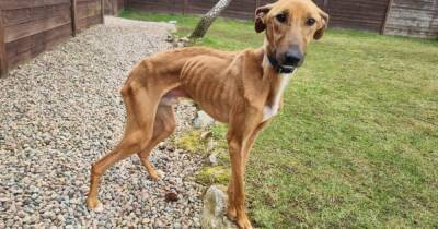 Poorly dog with ribs showing through skin found wandering hill alone in Aberdeenshire - www.dailyrecord.co.uk