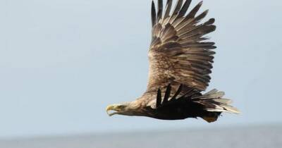 Stunning white-tailed eagle spotted on Greater Manchester moor for the first time ever - www.manchestereveningnews.co.uk - Britain - Scotland - Manchester - county Isle Of Wight