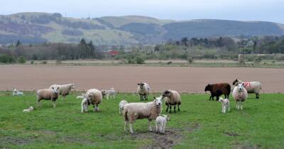 Dog shot dead after breaking off lead at farm and biting a sheep - www.manchestereveningnews.co.uk - Manchester - county Cheshire