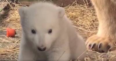 Highland Wildlife Park share adorable clip of new baby polar bear - www.dailyrecord.co.uk - Britain - Scotland