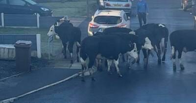 Herd of cows cause 'udder chaos' during morning stroll in Bury town - www.manchestereveningnews.co.uk - city Bury