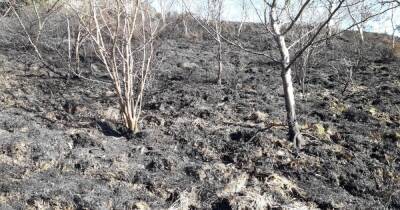 Devastating moorland fire at Dove Stone destroys massive area of new woodland planted by local volunteers - www.manchestereveningnews.co.uk - Manchester