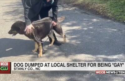 Dog’s owners dump him at animal shelter for being “gay” - www.metroweekly.com - USA - city Lima - New York - Japan - North Carolina - city Syracuse, state New York