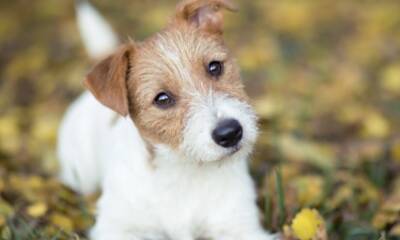 Puppy Training: Essentials lessons to teach your new puppy - us.hola.com