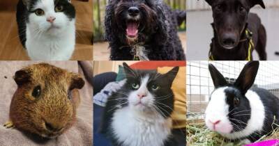 The 62 dogs, cats and small pets looking for forever homes in Manchester this March - www.manchestereveningnews.co.uk - Manchester