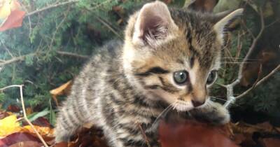 Cops seize Scottish wildcat kitten taken out of Scotland due to strict laws - now £250k has been raised to help him - www.dailyrecord.co.uk - Scotland