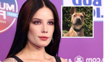 Halsey mourns death of dog in heartbreaking message: ‘I knew it would hurt and I feared it immensely’ - us.hola.com
