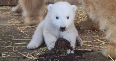 Highland Wildlife Park offering people chance to meet and name new polar bear cub - www.dailyrecord.co.uk - Britain - Scotland