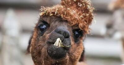 Edinburgh University forked out £1.3k on Alpaca 'de-stressing' events but student anxiety worsens - www.dailyrecord.co.uk - Scotland
