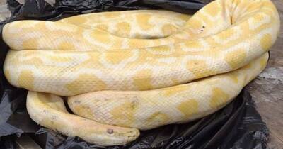 Huge dead python found dumped among rubbish by shocked bin men - dailyrecord.co.uk - Scotland - Burma