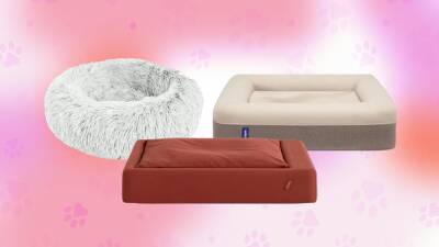 11 Best Dog Beds for Your Furry Friends to Sleep On - www.glamour.com