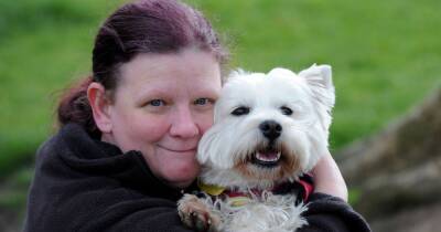 Dumfries and Galloway West Highland Terrier owners encouraged to enjoy a Westie Walk - www.dailyrecord.co.uk