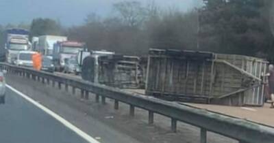 Trailer carrying bulls overturns on Scots road causing traffic chaos - www.dailyrecord.co.uk - Scotland - Beyond