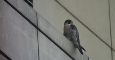 Drone will find perfect nesting place for rare falcons at Media City - manchestereveningnews.co.uk - Manchester - city Media