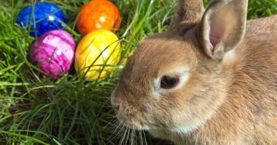 Follow the Easter Bunny and see when it will be delivering your Easter eggs - www.manchestereveningnews.co.uk - Britain - New Zealand - Manchester