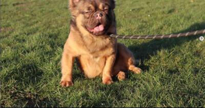 Dodgy Scots dog breeders creating 'Frankenstein puppies' worth £40,000 in amateur labs - www.dailyrecord.co.uk - France - Scotland - Ireland