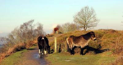 The rare landscape in Cheshire where wild horses once roamed with stunning views for miles - www.manchestereveningnews.co.uk - Britain - Manchester - county Cheshire - Beyond