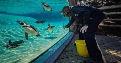 Greater Manchester - Chester Zoo - Chester Zoo has more than 100 jobs up for grabs - how to apply - manchestereveningnews.co.uk - Britain - Manchester