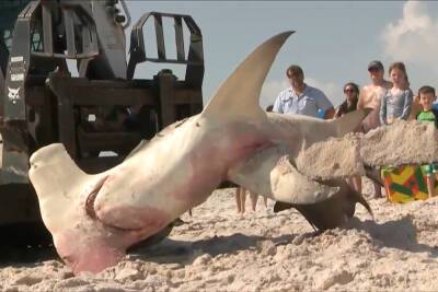 Mother of all sharks stuns Florida: ‘You never want to see an animal this big’ - nypost.com - USA - Florida