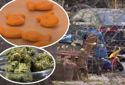 Daycare Owner Arrested After 3 Toddlers Eat THC-Laced Goldfish In Her Care - perezhilton.com - Virginia - county Stafford