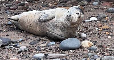Beachgoer outraged after children throw stones at seal and woman grabs it by tail - www.dailyrecord.co.uk - Britain