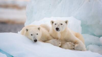How ‘Polar Bear’ Filmmakers Navigated Making the Saddest Disney Movie Ever - thewrap.com