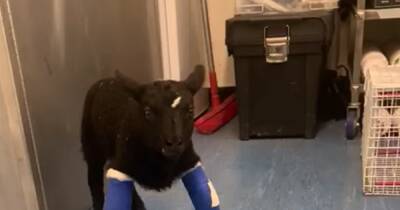 Five Sisters Zoo 'very sad' as brave little lamb born with deformed legs passes away - www.dailyrecord.co.uk - Scotland