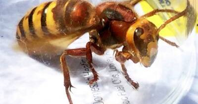 UK set for invasion of bee killer Asian hornets this summer - www.manchestereveningnews.co.uk - Britain - France - Jersey - Guernsey - Indiana