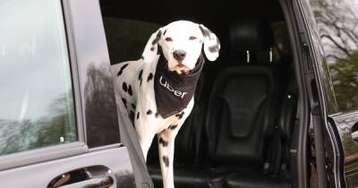 Uber launches new service allowing pets to travel with you - www.manchestereveningnews.co.uk - Australia - Britain - London