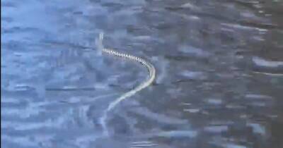 Watch rare video of venomous snake swimming in Scots stream - www.dailyrecord.co.uk - Britain - Scotland - Beyond