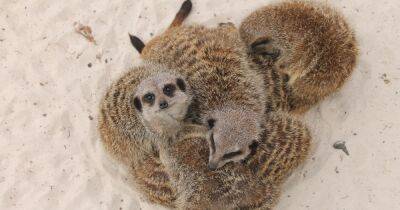 Answer this one Meerkat-related question to win a family pass to Blair Drummond Safari Park - www.dailyrecord.co.uk