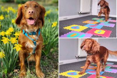Dogs - I taught my cocker spaniel to play hopscotch — and it’s his ‘hardest trick yet’ - nypost.com - Scotland - city Aberdeen, Scotland - county Anderson