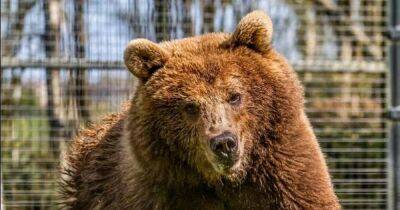Five Sisters Zoo welcomes new rescue Brown Bear Byara - www.dailyrecord.co.uk - Scotland - Belgium