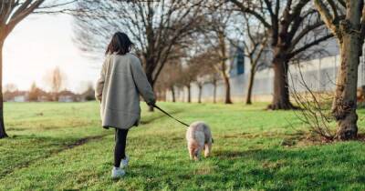 Expert dog trainer warns why you should not walk your dog every day - www.manchestereveningnews.co.uk - France