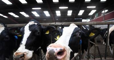 Price of milk could increase by 50 per cent as farmers face spiralling costs - www.manchestereveningnews.co.uk - Britain - Ukraine - Russia - city Brussels