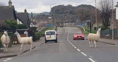 Mystery as rampaging llamas take to the streets as Scots left puzzled - www.dailyrecord.co.uk - Scotland