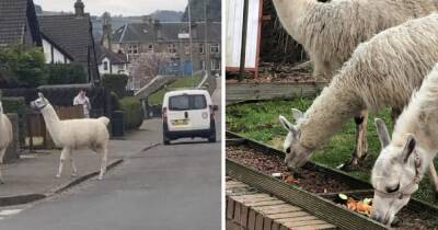 Scots llama owner's rescue drama after beasts run free through the streets of Dumbarton - www.dailyrecord.co.uk - Scotland