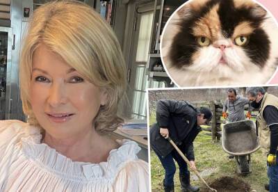 Martha Stewart's Beloved Cat Killed By Her 4 Dogs! Oh No... - perezhilton.com - France