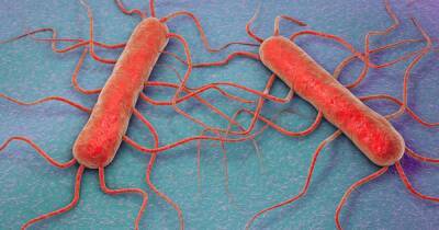 What is listeria? Bacteria warning as food poisoning illness currently under investigation - www.dailyrecord.co.uk - Britain - Scotland
