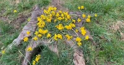 Fury as play park daffodils cut down over fears children might eat them - www.dailyrecord.co.uk