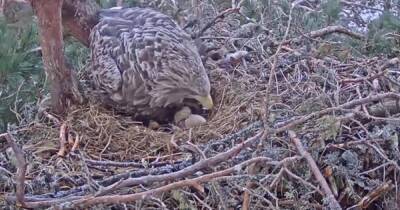 First-ever footage of wild white-tailed eagle hatching chick in UK is recorded at Scots nature reserve - www.dailyrecord.co.uk - Britain - Scotland - Latvia - Estonia - county Cumberland